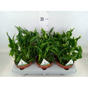 Epipremnum   ...