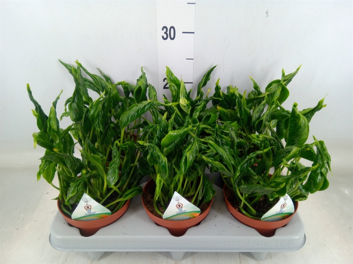 <h4>Epipremnum   ...</h4>
