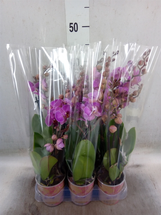 <h4>Phalaenopsis multi. 'Ant Hamburg'</h4>
