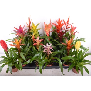 BROMELIA GEM 15 SRT