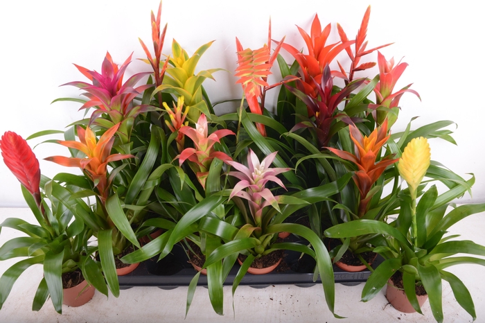 <h4>BROMELIA GEM 15 SRT</h4>