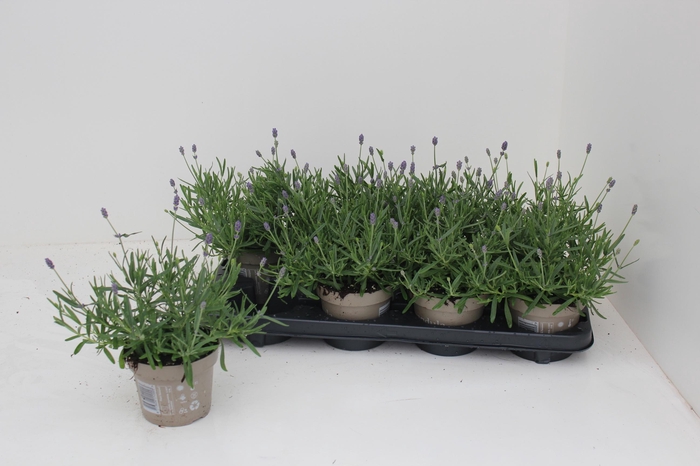 <h4>LAVAN AN ESSENCE PUR</h4>