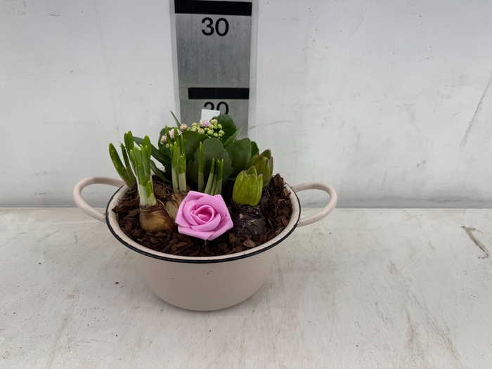 <h4>ARR BOL KNOLGEWAS</h4>