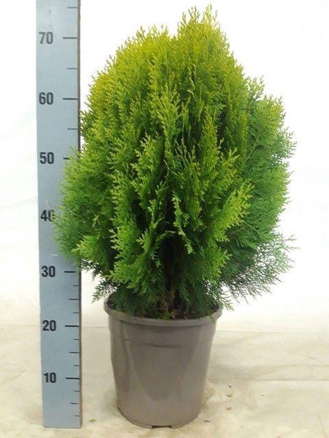 <h4>PLAT OR AUREA NANA</h4>