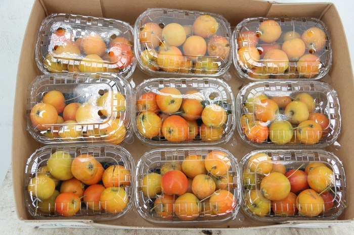 <h4>MALUS GARFIELD BOX</h4>