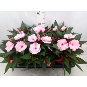 Impatiens NG 'Tamarinda Pink'