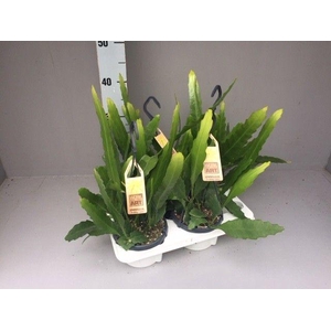 Epiphyllum fruhlingsgold