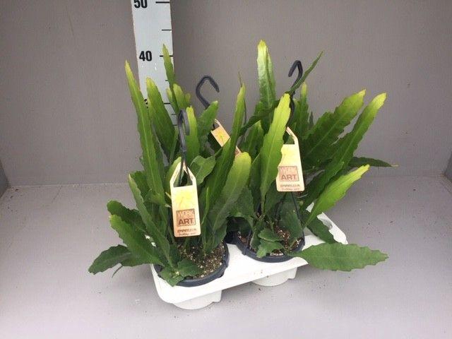 <h4>Epiphyllum fruhlingsgold</h4>