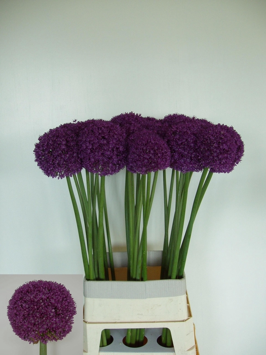 <h4>Allium Ambassador</h4>