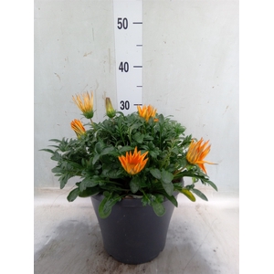 Gazania   ...
