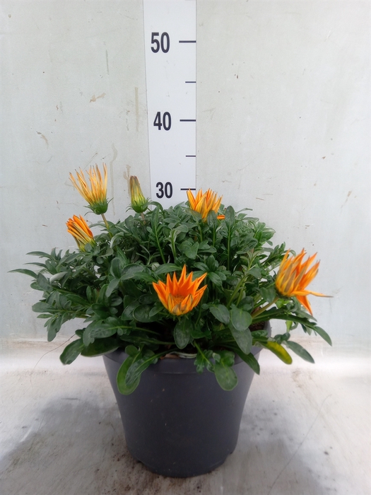 <h4>Gazania   ...</h4>