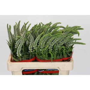 Veronica Skyler White