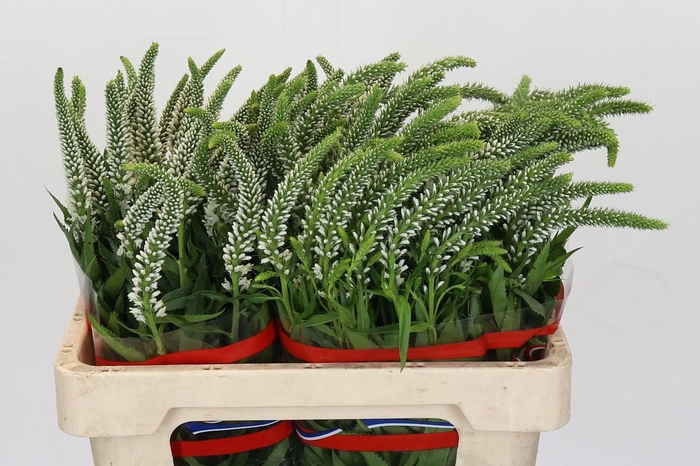 Veronica Skyler White