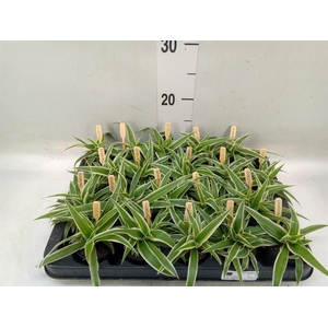 Chlorophytum com. 'Ocean'