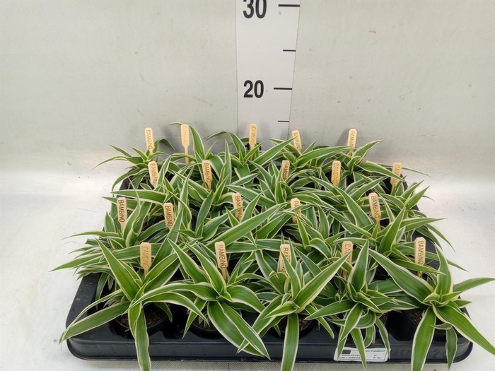 <h4>Chlorophytum com. 'Ocean'</h4>