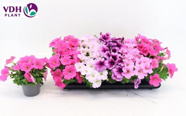 <h4>PET FOR GEM</h4>