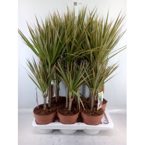 Dracaena marg. 'Bicolor'