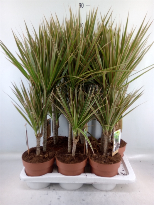 <h4>Dracaena marg. 'Bicolor'</h4>