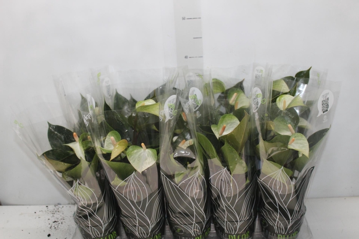 <h4>ANTHURIUM VARIADO P12</h4>