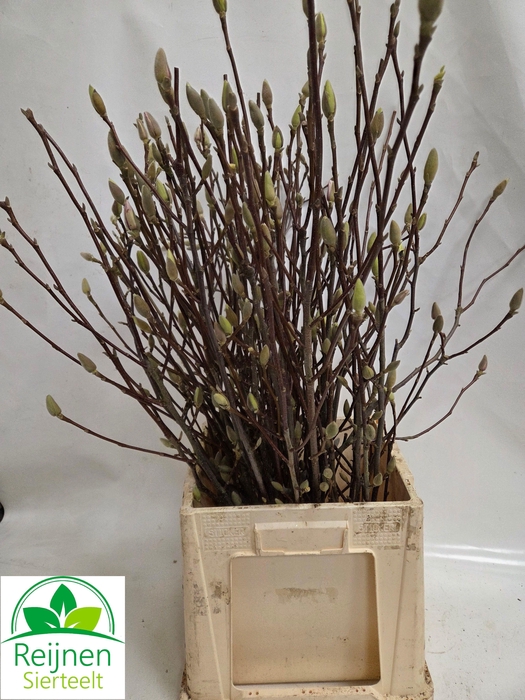 <h4>MAGNOLIA OV</h4>