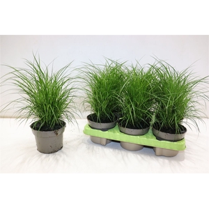 Carex Brunnea