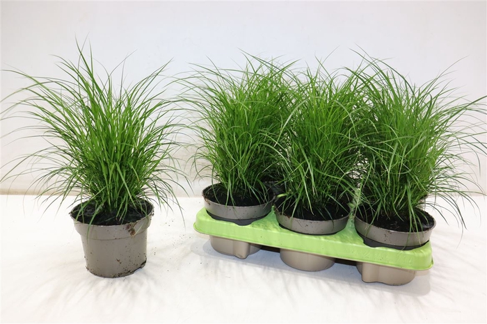 <h4>Carex Brunnea</h4>