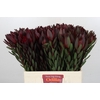 Leucadendron Saf Sunset Dark Red