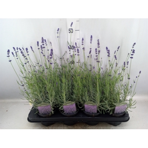 Lavandula angus. 'Ellagance Purple'