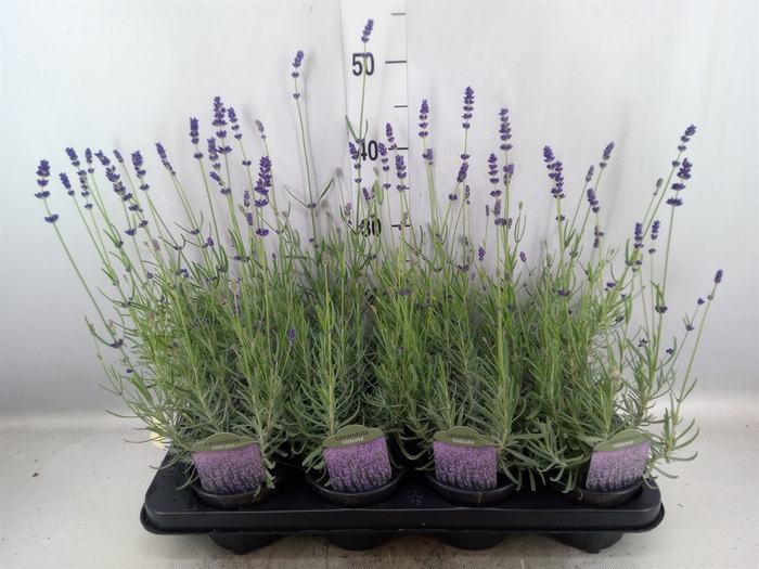 <h4>Lavandula angus. 'Ellagance Purple'</h4>