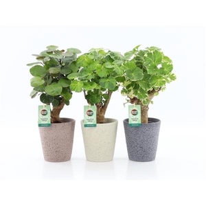 Polyscias overig