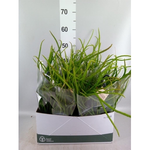 Rhipsalis   ...