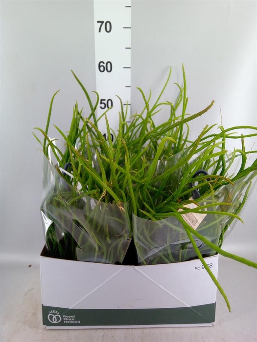 <h4>Rhipsalis   ...</h4>