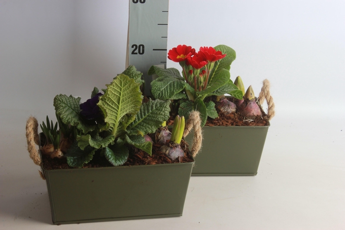 <h4>ARR BOL KNOLGEWAS</h4>