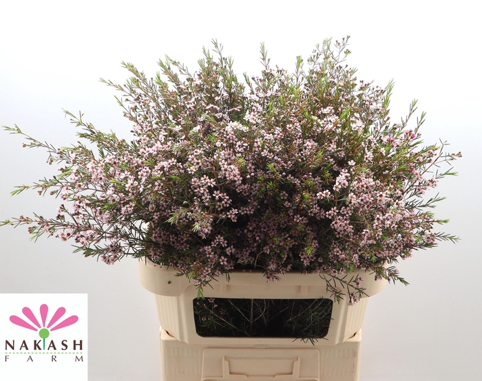 <h4>CHAME UN ROMI</h4>