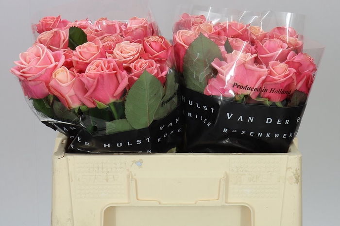 <h4>Rosa Gr Adele</h4>