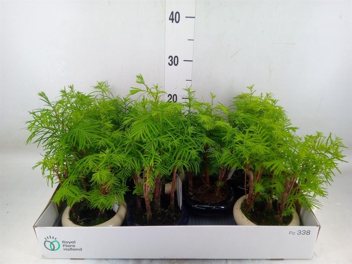 <h4>Bonsai   ...</h4>