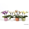 PHALAENOPSIS-HYB P6 E 2176
