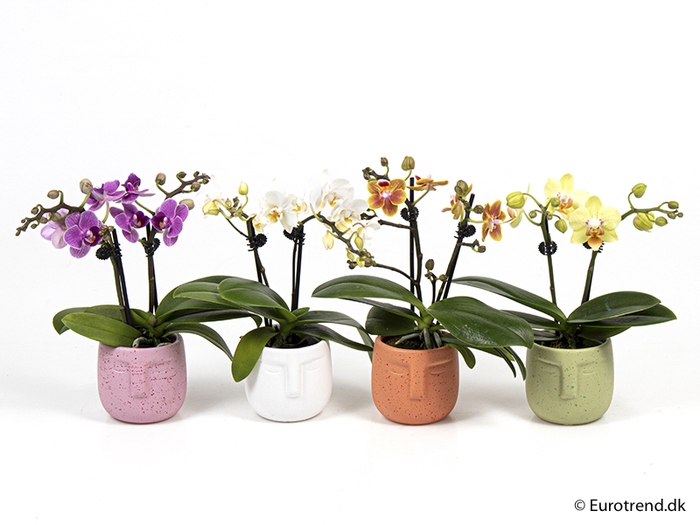 PHALAENOPSIS-HYB P6 E 2176