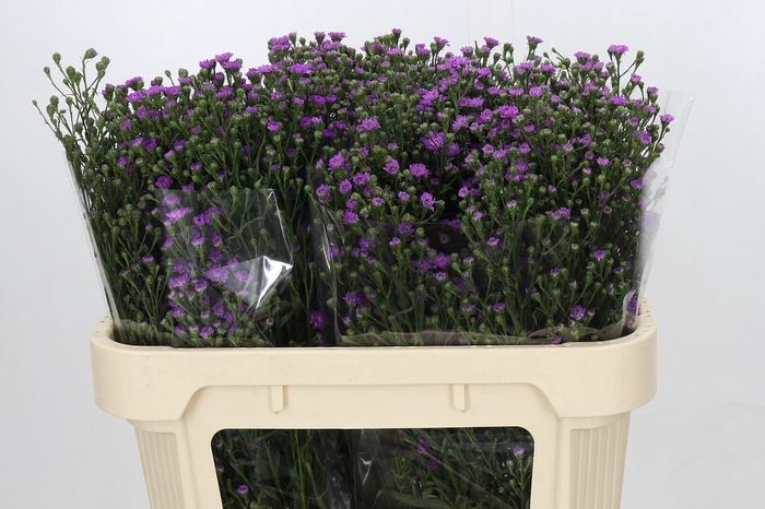 <h4>Aster Baby Pink</h4>