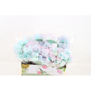 Lathyr Odor Colored Light Blue