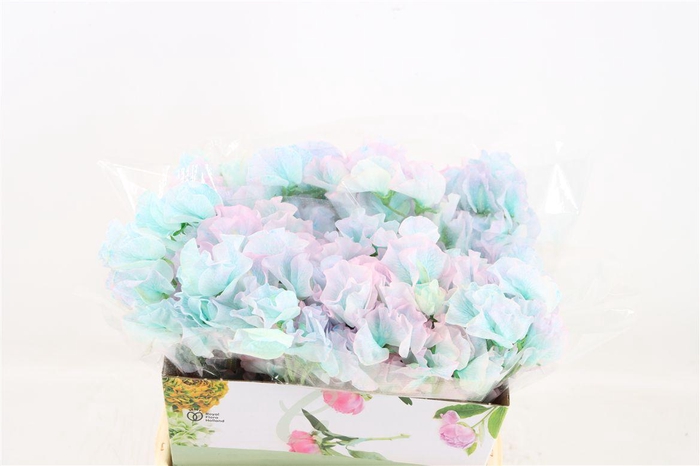 <h4>Lathyr Odor Colored Light Blue</h4>