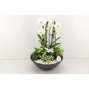 0252 XL EBBI WITTE CASCADE WIT