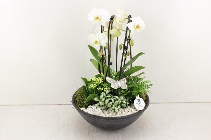 <h4>3303 XL EBBI WIT CASCADE</h4>