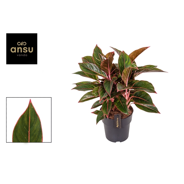 <h4>Aglaonema Jungle Red</h4>