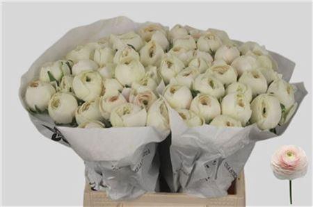 <h4>Ran Su Hanoi</h4>