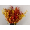 PF RUSCUS LEAFS AUTUMN BS 100GR