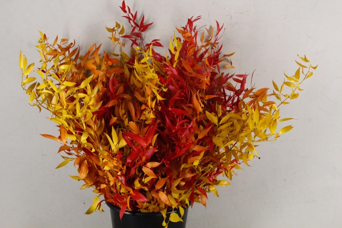 PF RUSCUS LEAFS AUTUMN BS 100GR