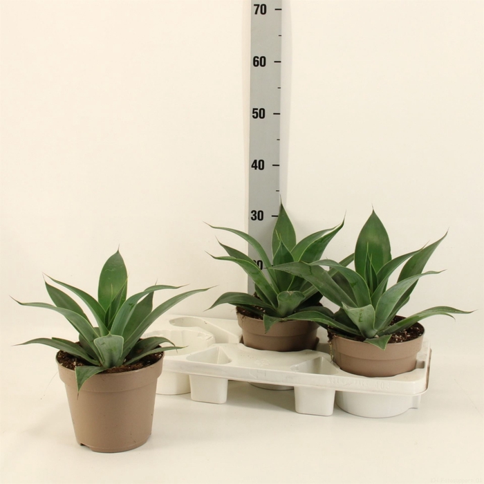 <h4>Agave americana</h4>