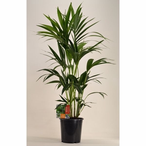 KENTIA - P21 H110 - 6PP (Howea forsteriana)