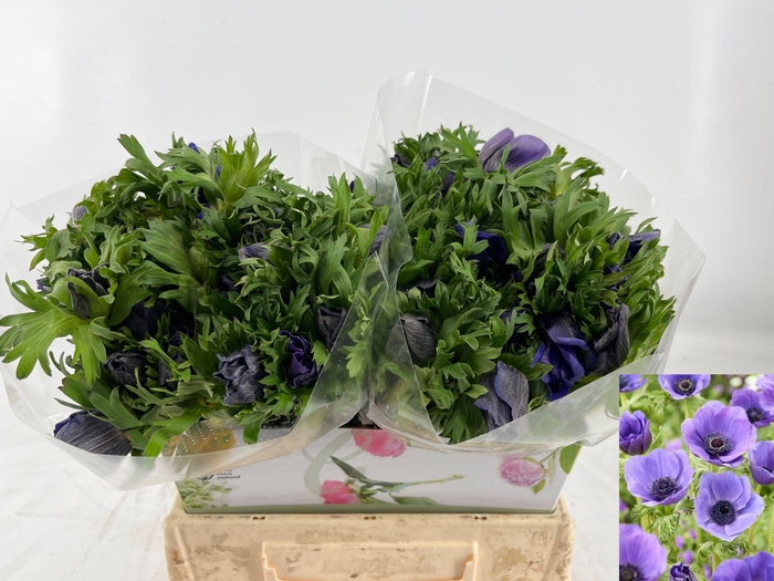 <h4>ANEM CO MAR BLUE</h4>